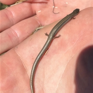 Hemiergis talbingoensis at Woolgarlo, NSW - suppressed