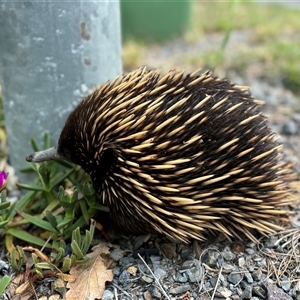 Tachyglossus aculeatus at Yass, NSW - 23 Oct 2024