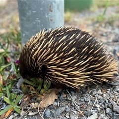 Tachyglossus aculeatus at Yass, NSW - 23 Oct 2024