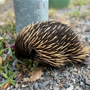 Tachyglossus aculeatus at Yass, NSW - 23 Oct 2024 07:09 PM