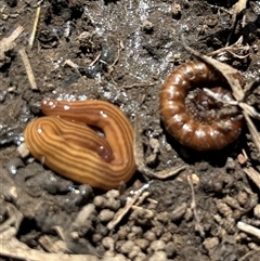 Fletchamia quinquelineata (Five-striped flatworm) at Woolgarlo, NSW - 28 Oct 2024 by SustainableSeg