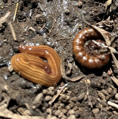 Fletchamia quinquelineata (Five-striped flatworm) at Woolgarlo, NSW - 28 Oct 2024 by SustainableSeg