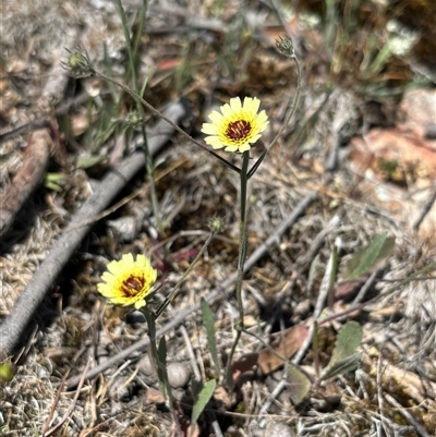 Tolpis barbata (Yellow Hawkweed) at Woolgarlo, NSW - 28 Oct 2024 by SustainableSeg