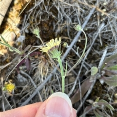 Tolpis barbata at Woolgarlo, NSW - suppressed