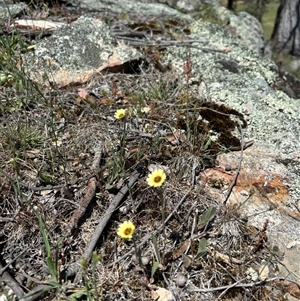 Tolpis barbata at Woolgarlo, NSW - suppressed