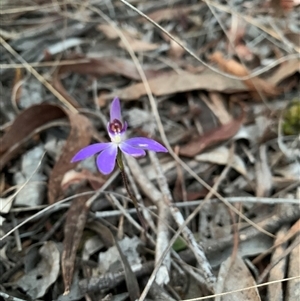 Cyanicula caerulea at Sutton, NSW - suppressed