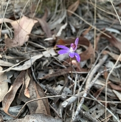 Cyanicula caerulea at Sutton, NSW - suppressed