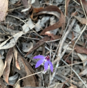 Cyanicula caerulea at Sutton, NSW - suppressed