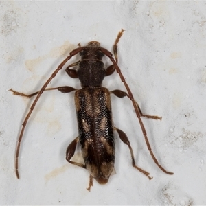 Bethelium diversicorne at Melba, ACT - 27 Oct 2024 08:57 PM