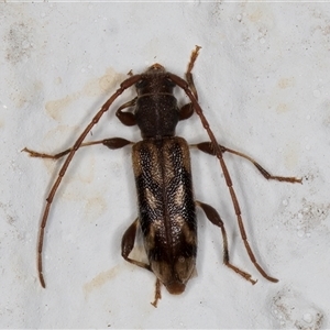 Bethelium diversicorne at Melba, ACT - 27 Oct 2024 08:57 PM