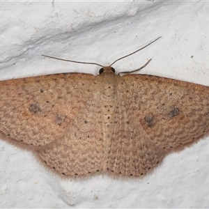 Epicyme rubropunctaria at Melba, ACT - 27 Oct 2024