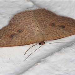 Epicyme rubropunctaria at Melba, ACT - 27 Oct 2024