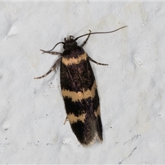 Macrobathra (genus) (A Cosmet moth (Cosmopteriginae) at Melba, ACT - 27 Oct 2024 by kasiaaus