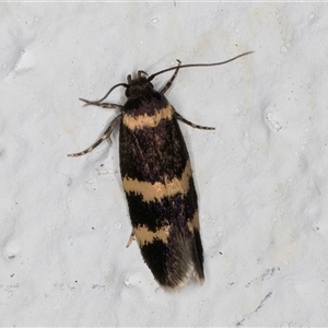 Macrobathra (genus) at Melba, ACT - 27 Oct 2024 09:02 PM