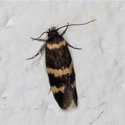 Macrobathra (genus) (A Cosmet moth (Cosmopteriginae) at Melba, ACT - 27 Oct 2024 by kasiaaus