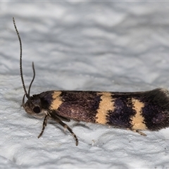 Macrobathra (genus) at Melba, ACT - 27 Oct 2024 09:02 PM