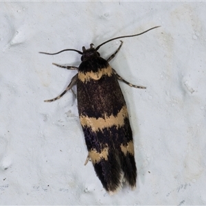 Macrobathra (genus) at Melba, ACT - 27 Oct 2024 09:02 PM