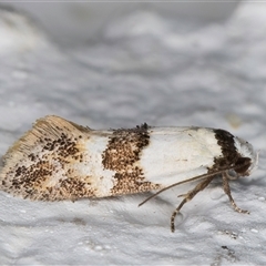 Euphiltra angustior at Melba, ACT - 27 Oct 2024 09:03 PM