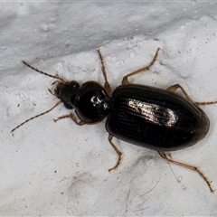 Notagonum submetallicum (Predatory ground beetle) at Melba, ACT - 27 Oct 2024 by kasiaaus