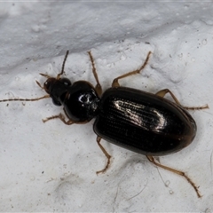 Notagonum submetallicum at Melba, ACT - 27 Oct 2024 09:04 PM