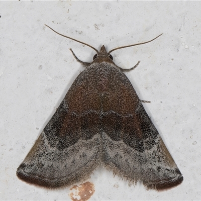 Mataeomera mesotaenia (Large Scale Moth) at Melba, ACT - 27 Oct 2024 by kasiaaus