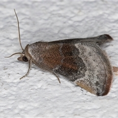 Mataeomera mesotaenia at Melba, ACT - 27 Oct 2024