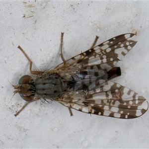 Austrotephritis poenia at Melba, ACT - 27 Oct 2024