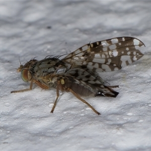 Austrotephritis poenia at Melba, ACT - 27 Oct 2024