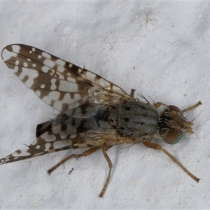 Austrotephritis poenia at Melba, ACT - 27 Oct 2024