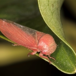 Trocnada dorsigera at Melba, ACT - 27 Oct 2024 10:42 PM