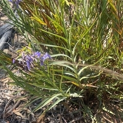 Stypandra glauca (Nodding Blue Lily) at Pialligo, ACT - 29 Oct 2024 by LMS