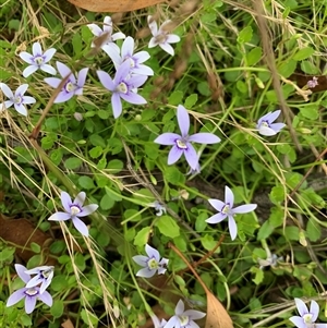 Isotoma fluviatilis subsp. australis at Sutton, NSW - 22 Jan 2024