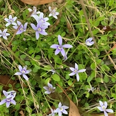 Isotoma fluviatilis subsp. australis at Sutton, NSW - 22 Jan 2024