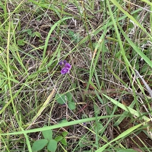 Glycine tabacina at Sutton, NSW - 15 Jan 2024