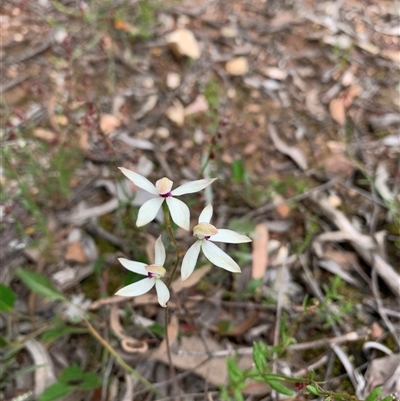 Caladenia cucullata (Lemon Caps) at Sutton, NSW - 19 Nov 2021 by karipahlman