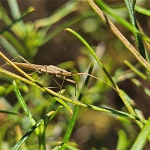 Mutusca brevicornis at Hughes, ACT - 20 Oct 2024