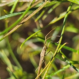 Mutusca brevicornis at Hughes, ACT - 20 Oct 2024