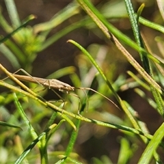 Mutusca brevicornis at Hughes, ACT - 20 Oct 2024