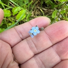 Myosotis sylvatica (Wood Forget-me-not) at Kangaroo Valley, NSW - 28 Oct 2024 by lbradley