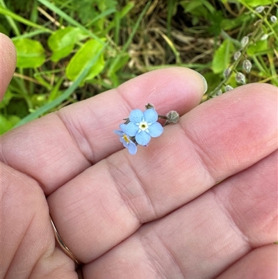 Myosotis sylvatica (Wood Forget-me-not) at Kangaroo Valley, NSW - 28 Oct 2024 by lbradley