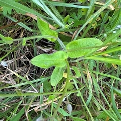 Myosotis sylvatica at Kangaroo Valley, NSW - suppressed