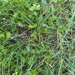 Myosotis sylvatica at Kangaroo Valley, NSW - suppressed