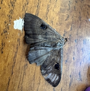 Dasypodia selenophora at Duffy, ACT - 29 Oct 2024