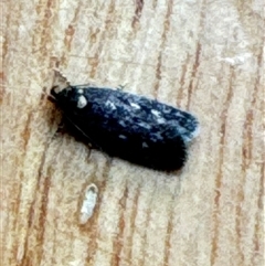 Barea (genus) at Aranda, ACT - 29 Oct 2024 07:39 AM