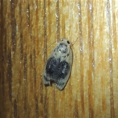 Garrha ocellifera (A concealer moth) at Conder, ACT - 11 Feb 2024 by MichaelBedingfield