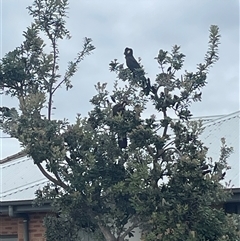 Zanda funerea at Mayfield East, NSW - 29 Oct 2024 08:52 AM