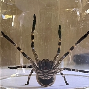 Neosparassus calligaster at Garran, ACT - 29 Oct 2024