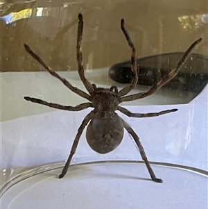 Neosparassus calligaster at Garran, ACT - 29 Oct 2024