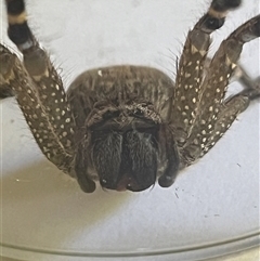 Neosparassus calligaster at Garran, ACT - 29 Oct 2024