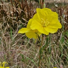 Oenothera stricta subsp. stricta (Common Evening Primrose) at Goulburn, NSW - 28 Oct 2024 by trevorpreston